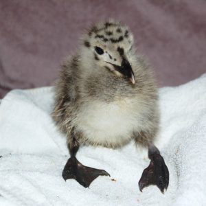 A very young gull chick standing on a white towel