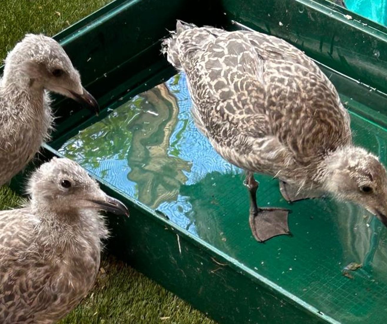 Three young herring gulls bathing in a plastic tub