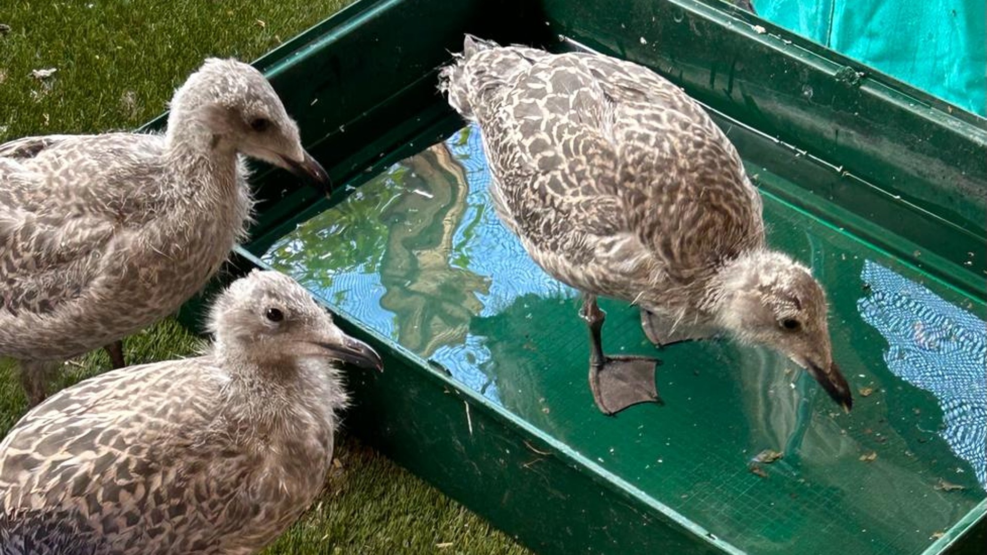 Three young herring gulls bathing in a plastic tub