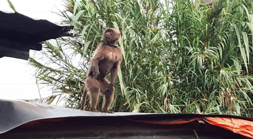 A baboon with a chain around its neck standing on the roof of a building