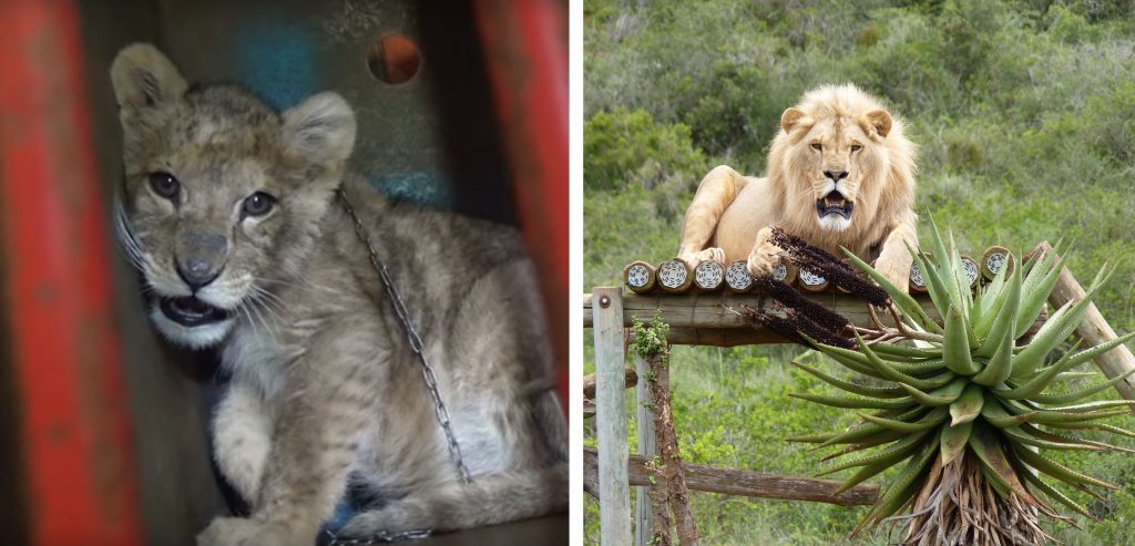 Left: A tiny lion cub cowering in a box. Right: A young lion relaxing on a viewing platform 