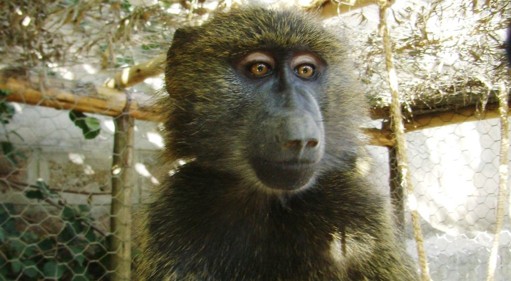 A close-up of a baboon
