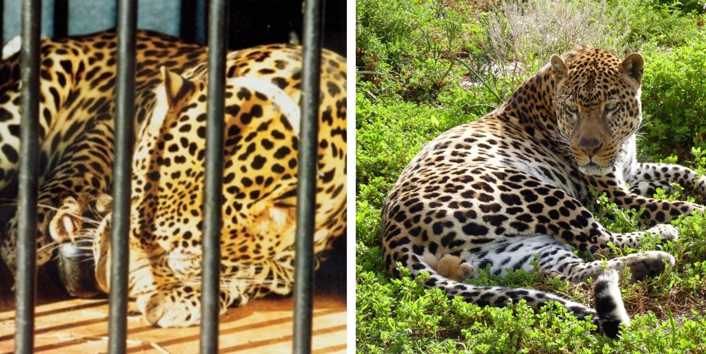 Left: A leopard behind bars. Right: A leopard lying in the long green grass