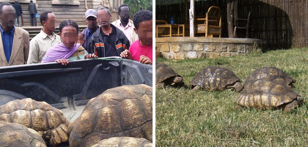 Two pictures of tortoises side by side. One showing tortoises piled in the back of a truck and one showing them on the grass