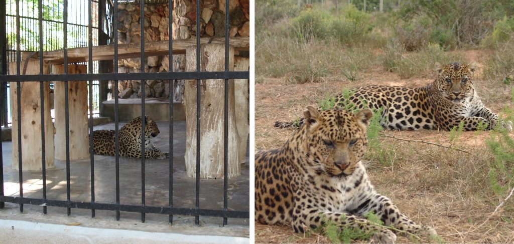Left: a leopard in a small cage. Right: two leopards relaxing in the open air