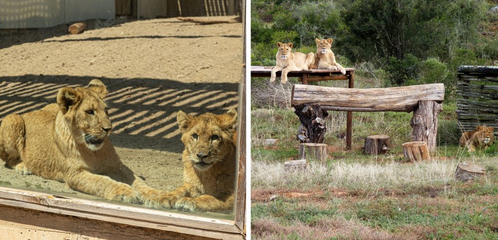 Left: Two lions in a small enclosure. Right: Three lions in a huge enclosure full of trees and shrubs