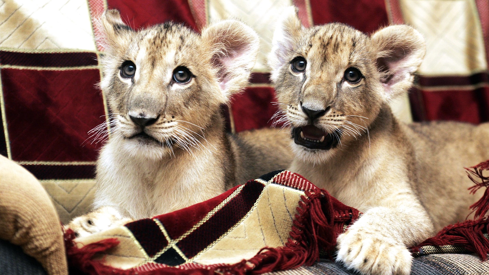 Two lion cubs lying on a tartan blanket