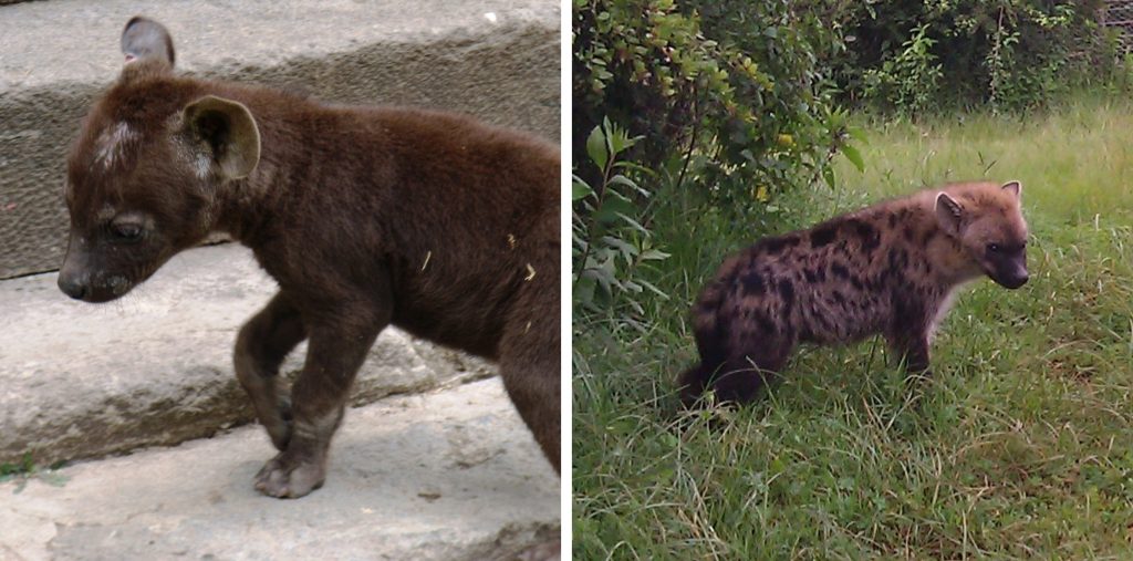 Two images of a hyena - left a tiny, sickly looking pup and right, a healthy, happy hyena in a natural environment