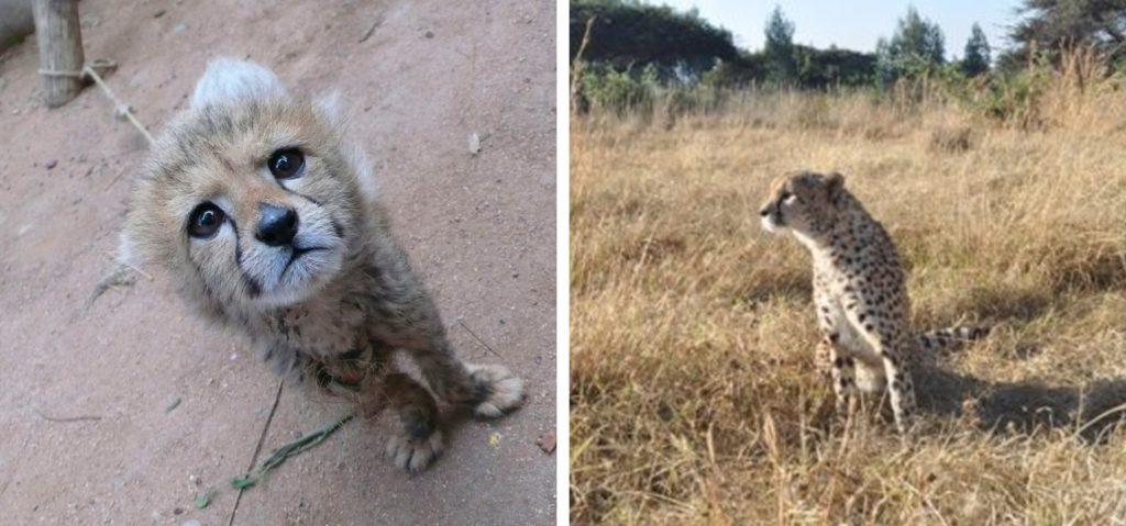 Left: A cheetah cub chained-up. Right: A cheetah sitting in long grass