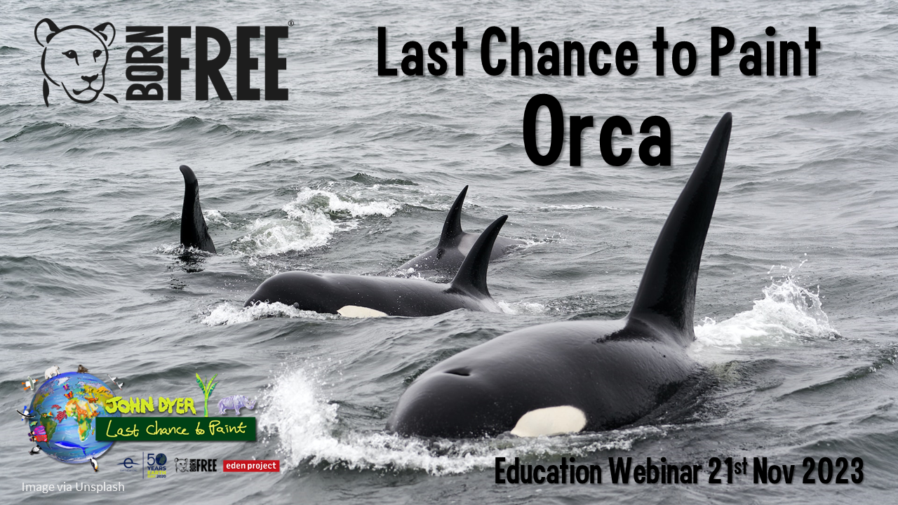 A photo of orca in the ocean with Born Free logo and text saying 'Last Chance to Paint Orca'