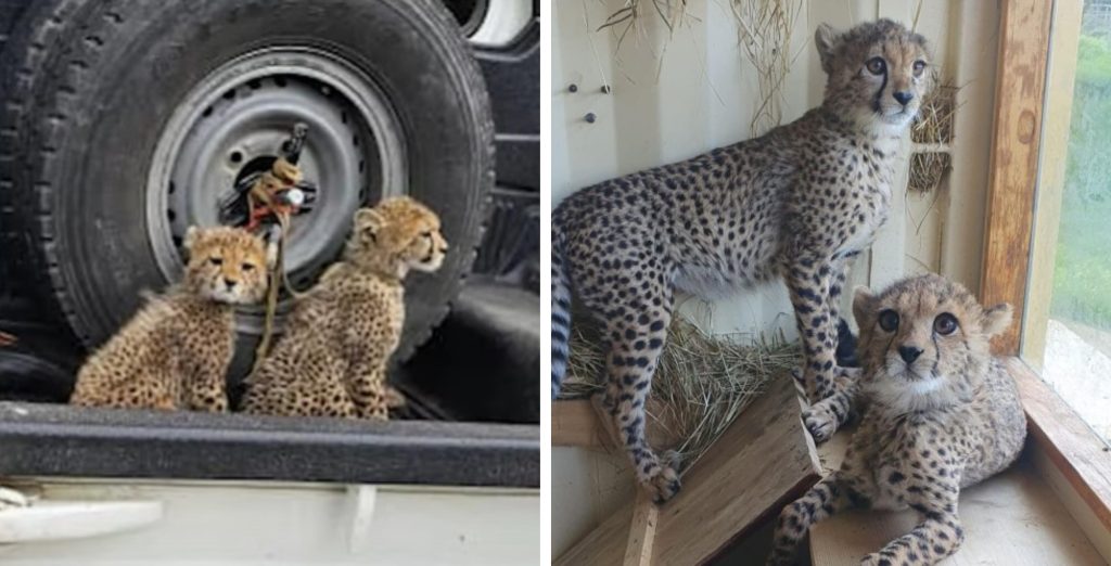 Left: Two cheetah cubs chained to a vehicle. Right: Two young cheetahs at a sanctuary