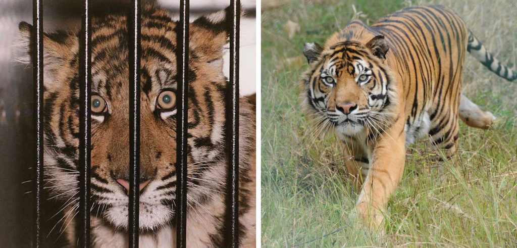 Left: A tiger cub in a cage. Right: A tiger in a natural environment