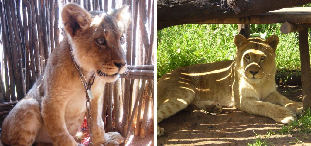Left: A lion cub with a heavy chain around her neck. Right: A young lioness lying on the grass