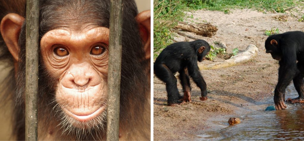Left: A chimpanzee behind bars. Right two chimps playing in a river