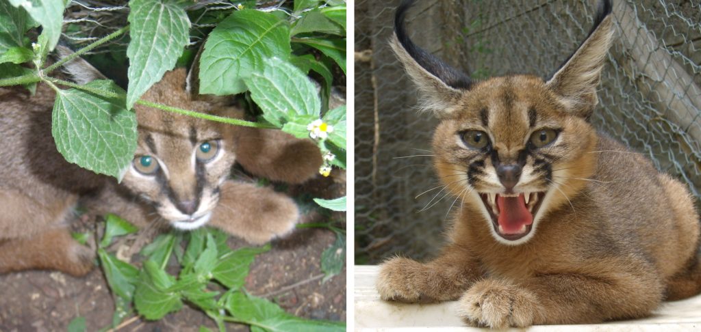 Two images si=de by side showing a caracal hiding under a bush and a caracal baring its teeth