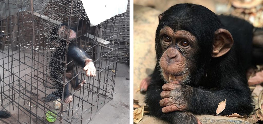 Left: a baby chimpanzee in a cage, stretching his arm through the bars. Right: A happy baby chimp sucking his thumb