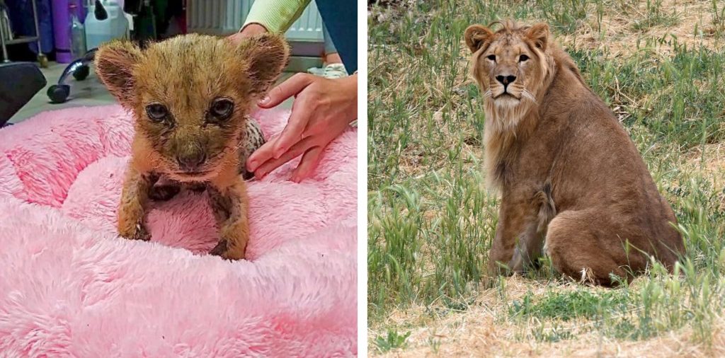 Left: A tiny lion cub wrapped in a pink blanket. Right: A young lion sitting on the grass