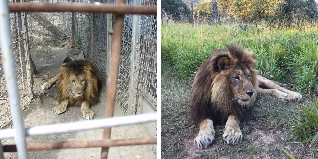 Two images on Sinbad the lion, one in the zoo and one looking happy at Shamwari