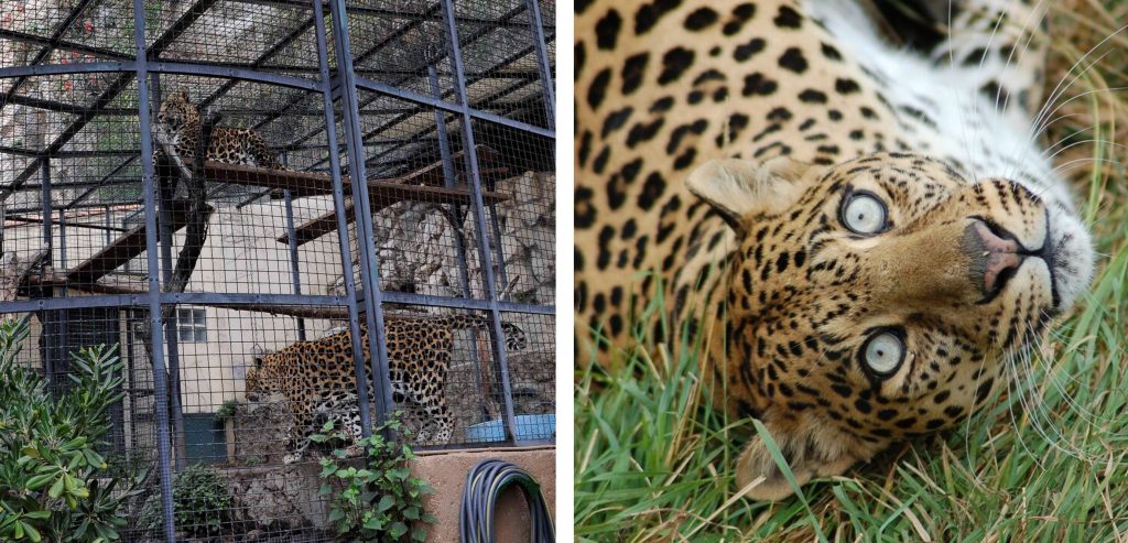 Left: two leopards in a cage and Right: a leopard rolling in long grass