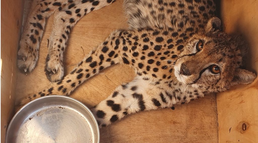 A young cheetah in a wooden travelling box with a bowl of water