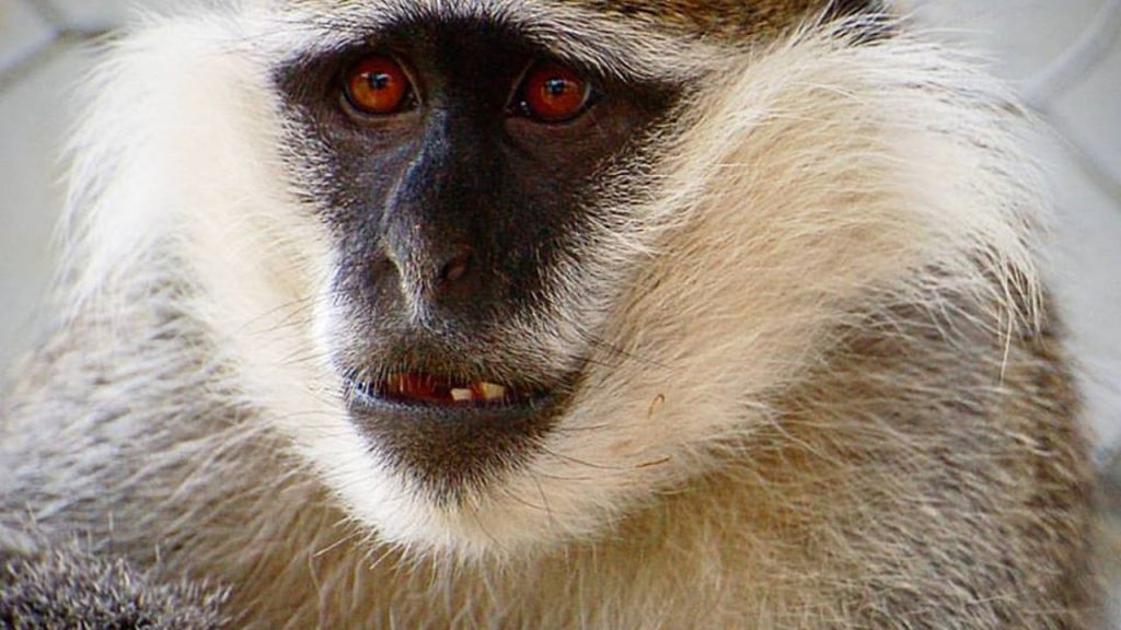 A close up image of a grivet monkey