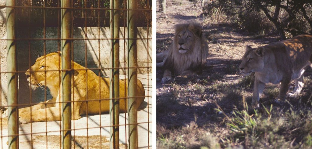 Left: A lioness in a barren cage. Right a lion and lioness lying under a shady tree
