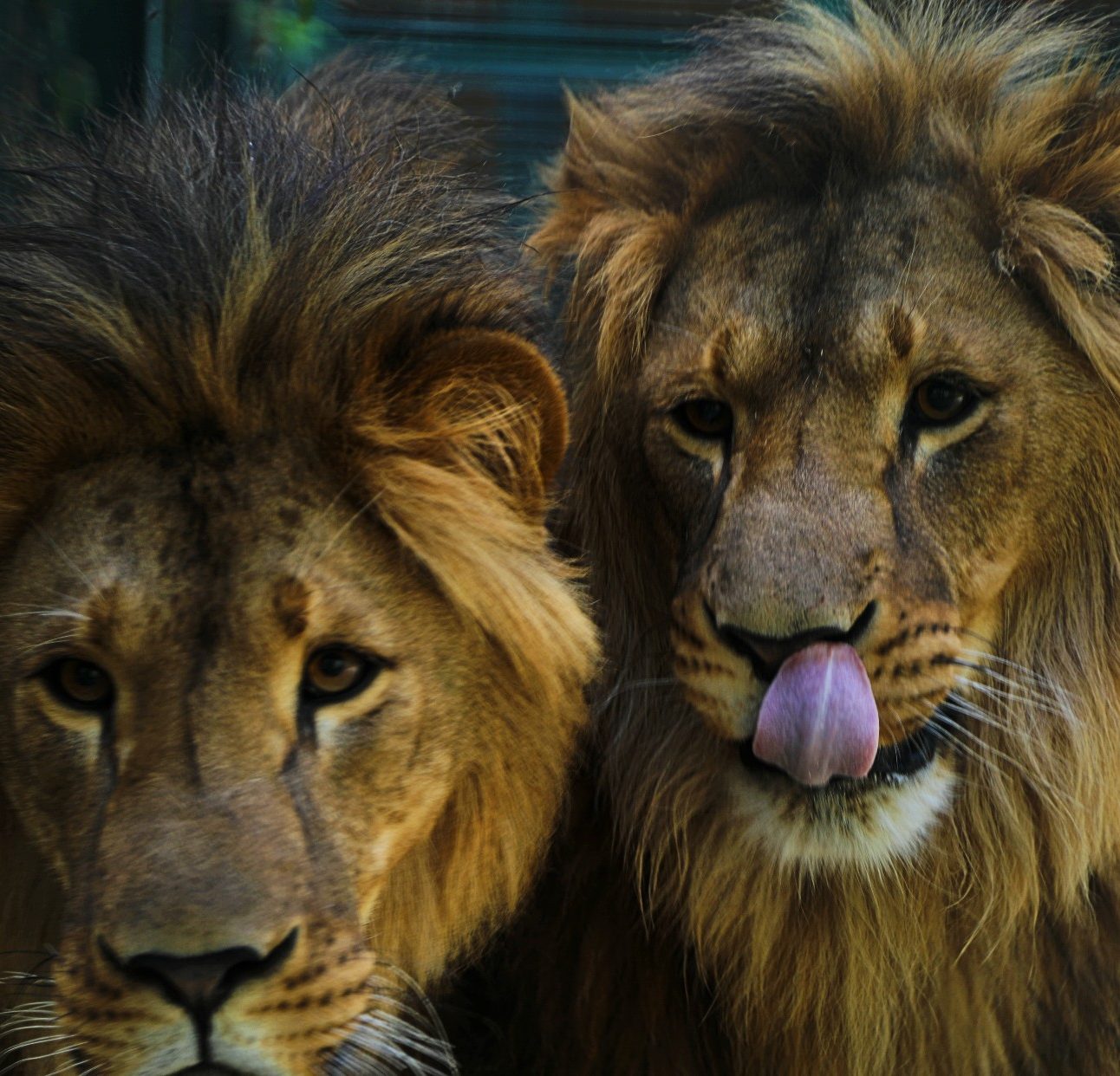 A close-up photo of two young male lions - one licking his lips