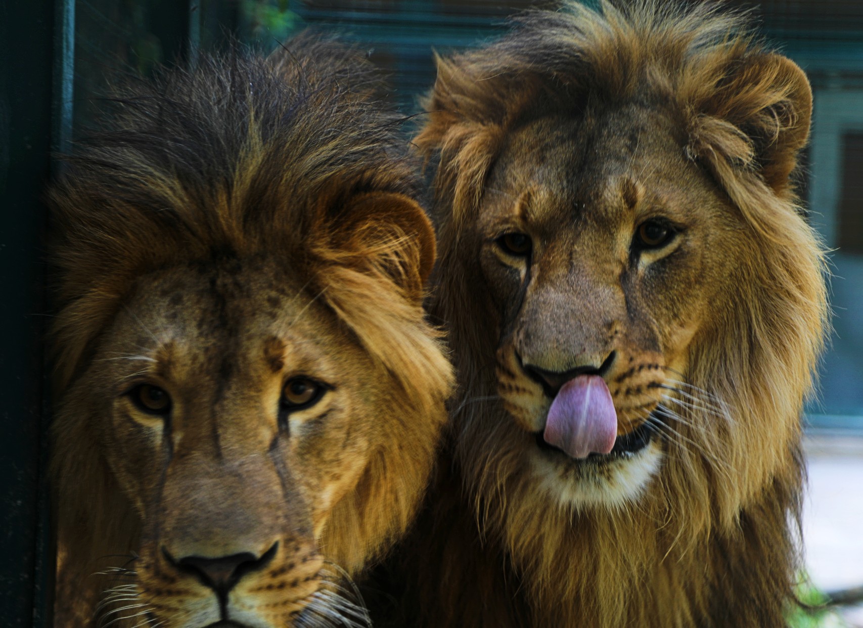 A close-up photo of two young male lions - one licking his lips