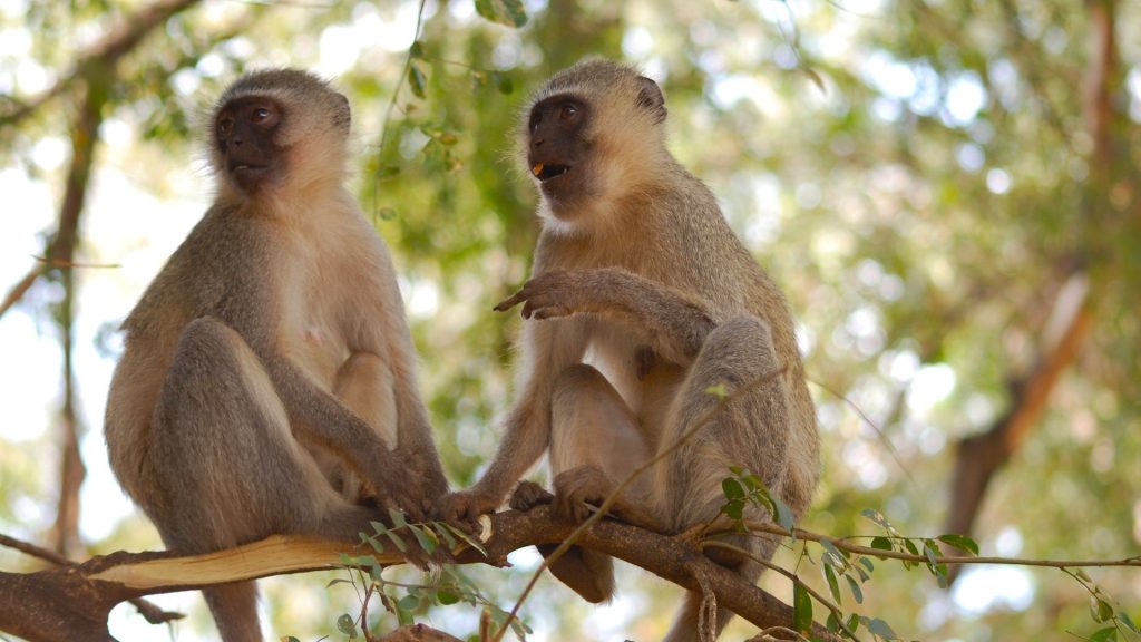 Two vervet monkeys sitting in the branches of a leafy tree