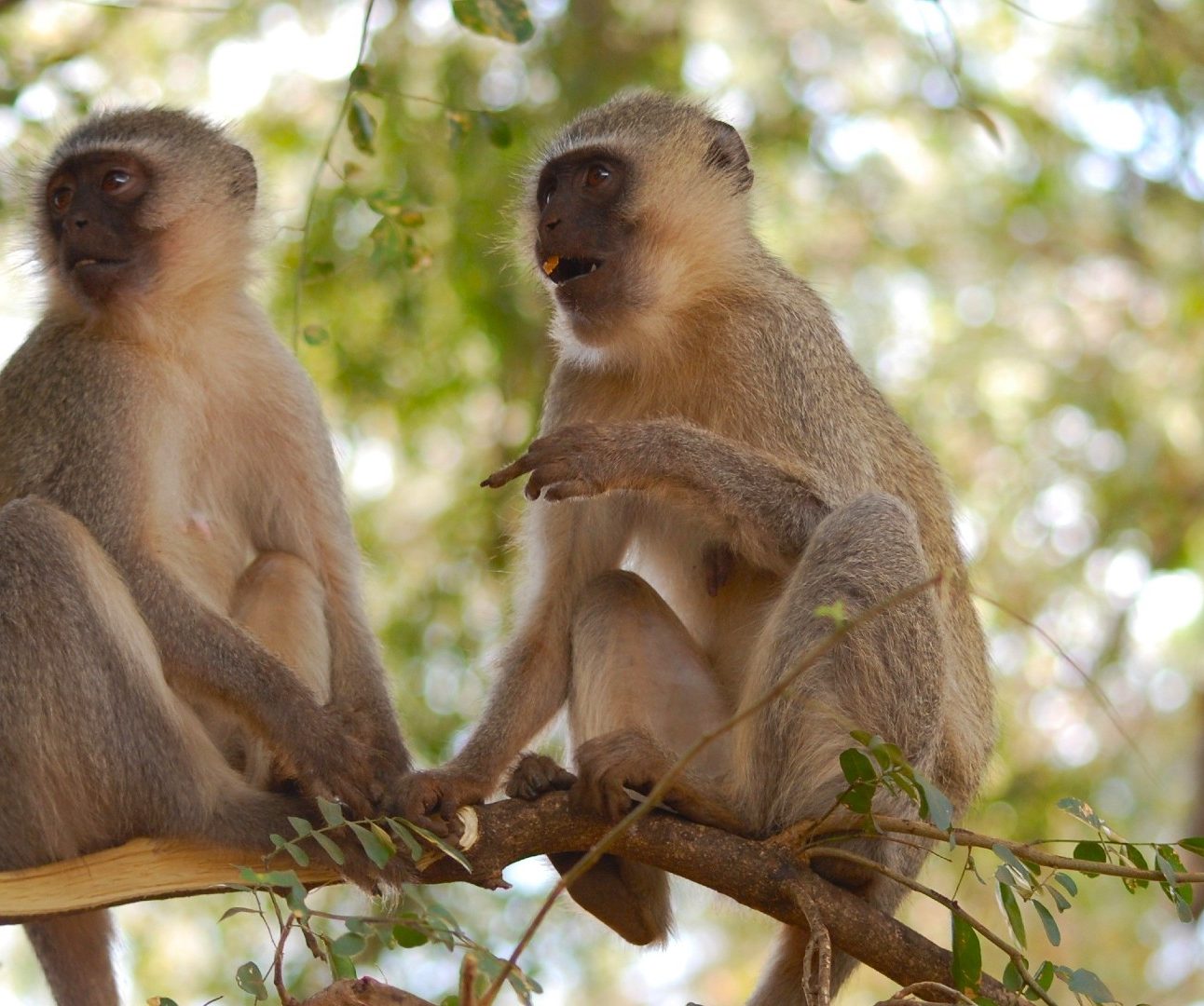 Two vervet monkeys sitting in the branches of a leafy tree