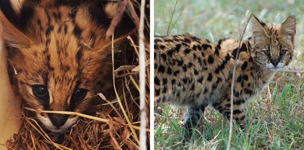 Two pictures side by side showing a a tiny rescued serval and a confident adult serval walking through the grass