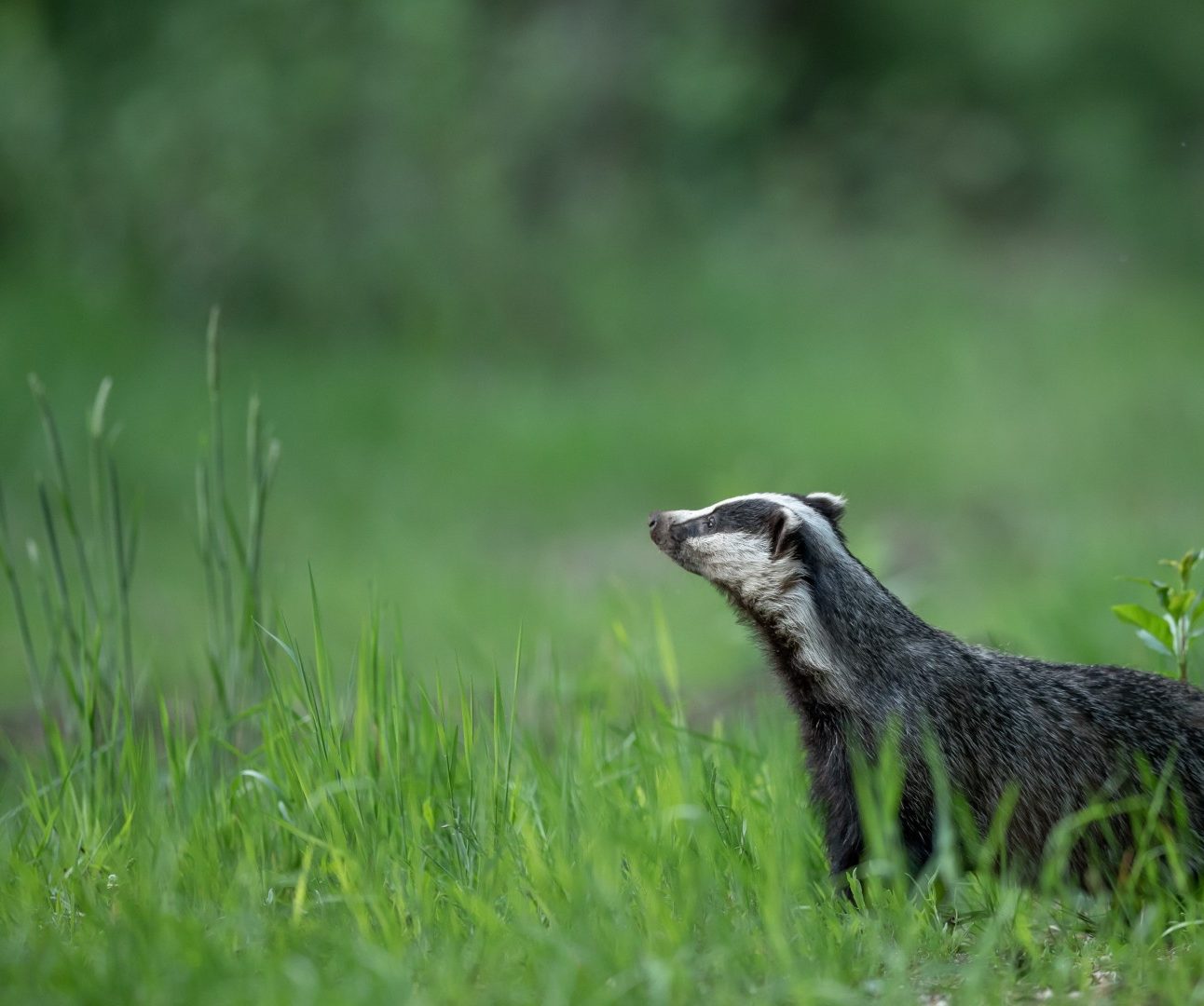 A badger in a meadow of green grass. It is looking up to the sky