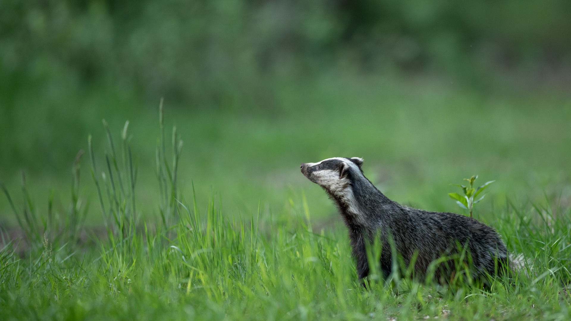 A badger in a meadow of green grass. It is looking up to the sky