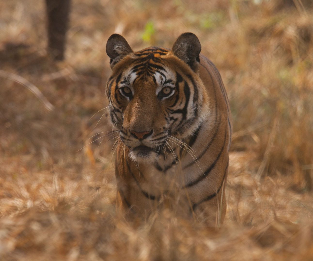 A Bengal tiger standing serenely in dense shrubland