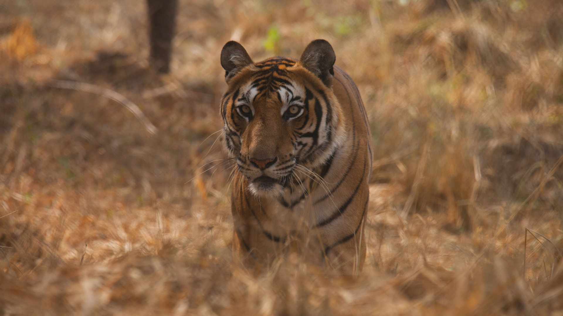 A Bengal tiger standing serenely in dense shrubland