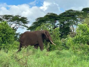 A lone bull elephant emerges from the bushes