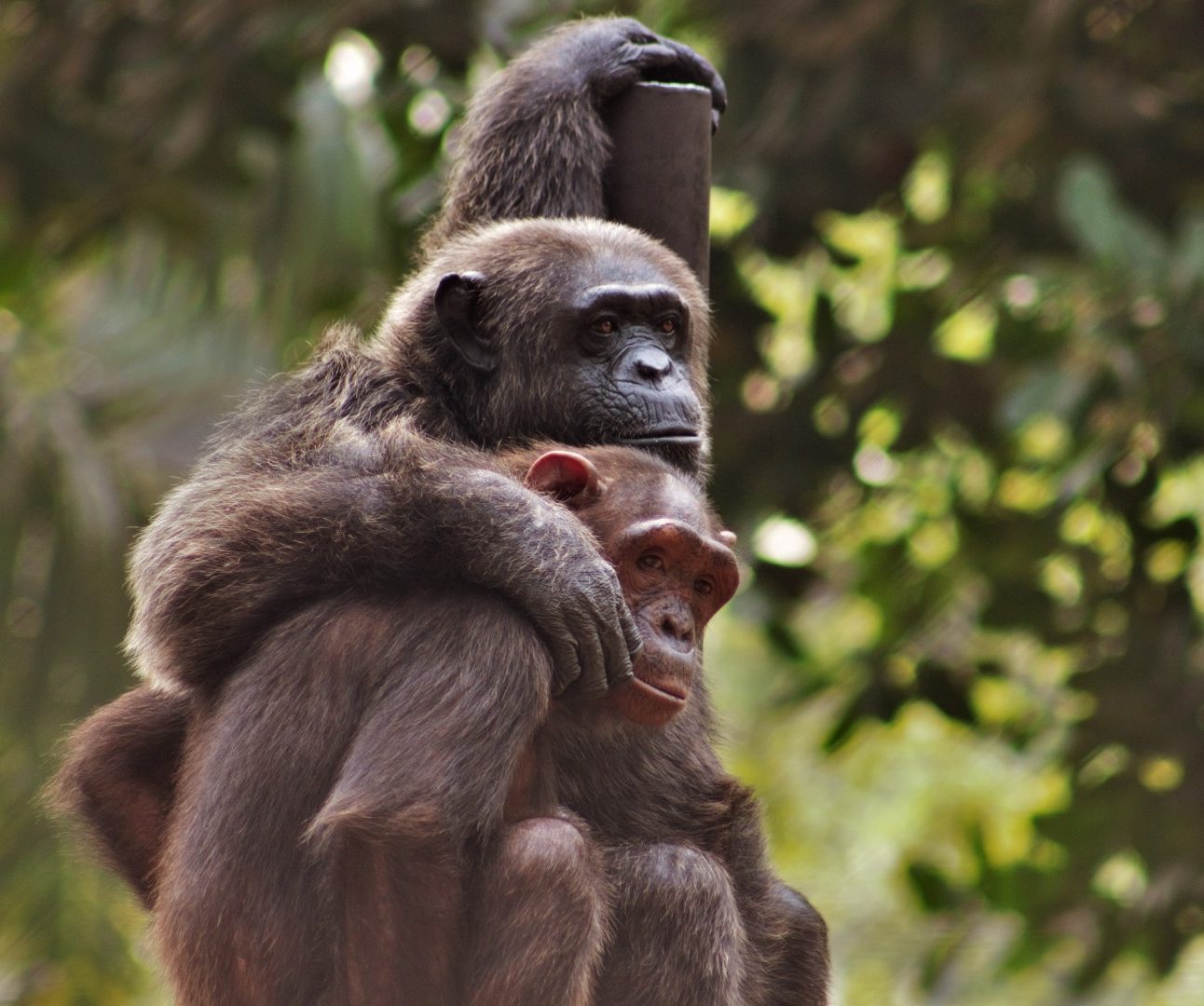 Two chimpanzees sitting on a wooden platform. One has its arm around the other