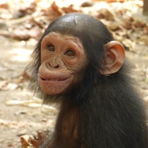 A young chimpanzee looking directly into the camera, smiling