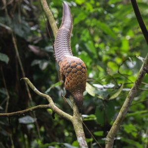 A pangolin is walking vertically down a tree branch