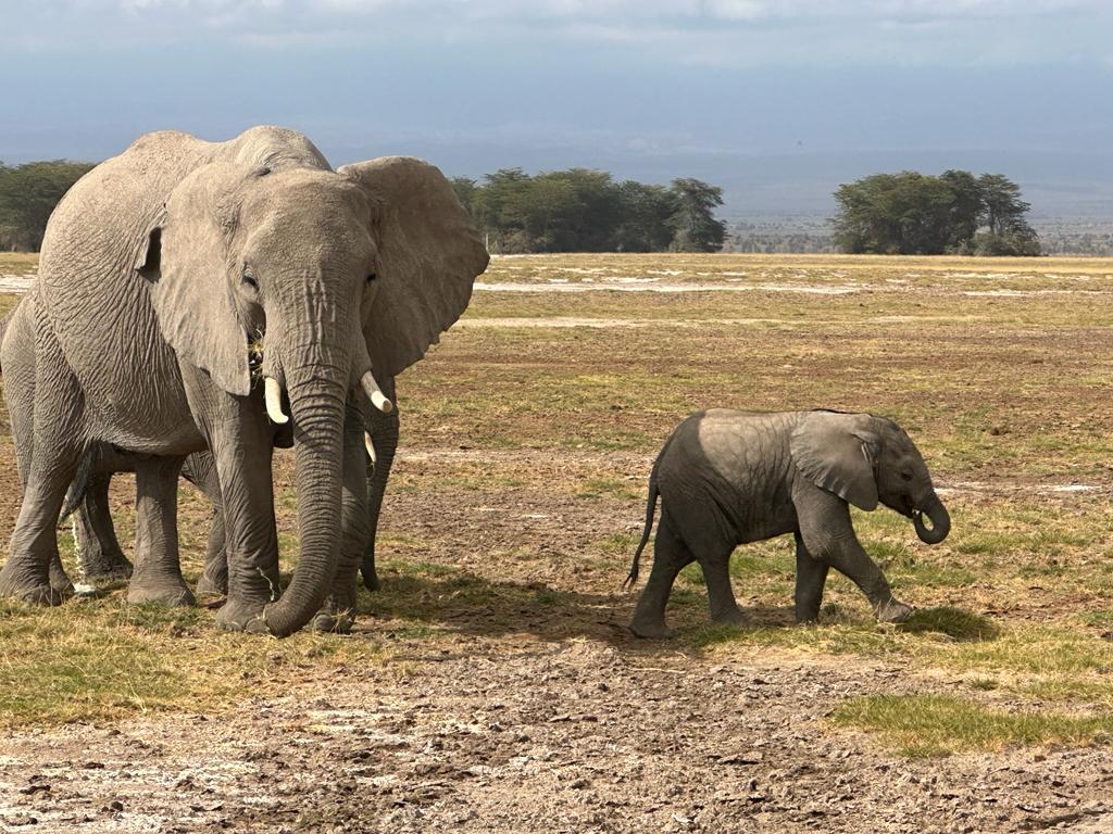 A mother elephant walks behind her young calf