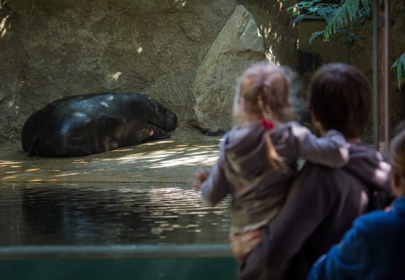 A little girl being held up by a man, looking at a sleeping hippo in a zoo enclosure