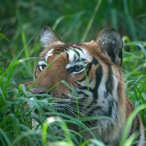 A Bengal tiger peeking out from behind the long grass