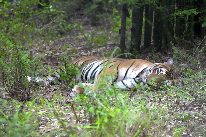 A tiger lies down on the forest floor