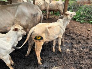 A cow with an eye painted onto its rump