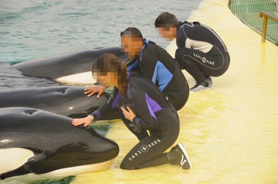 Three orca line up at the edge of a pool, in front of three people in wetsuits