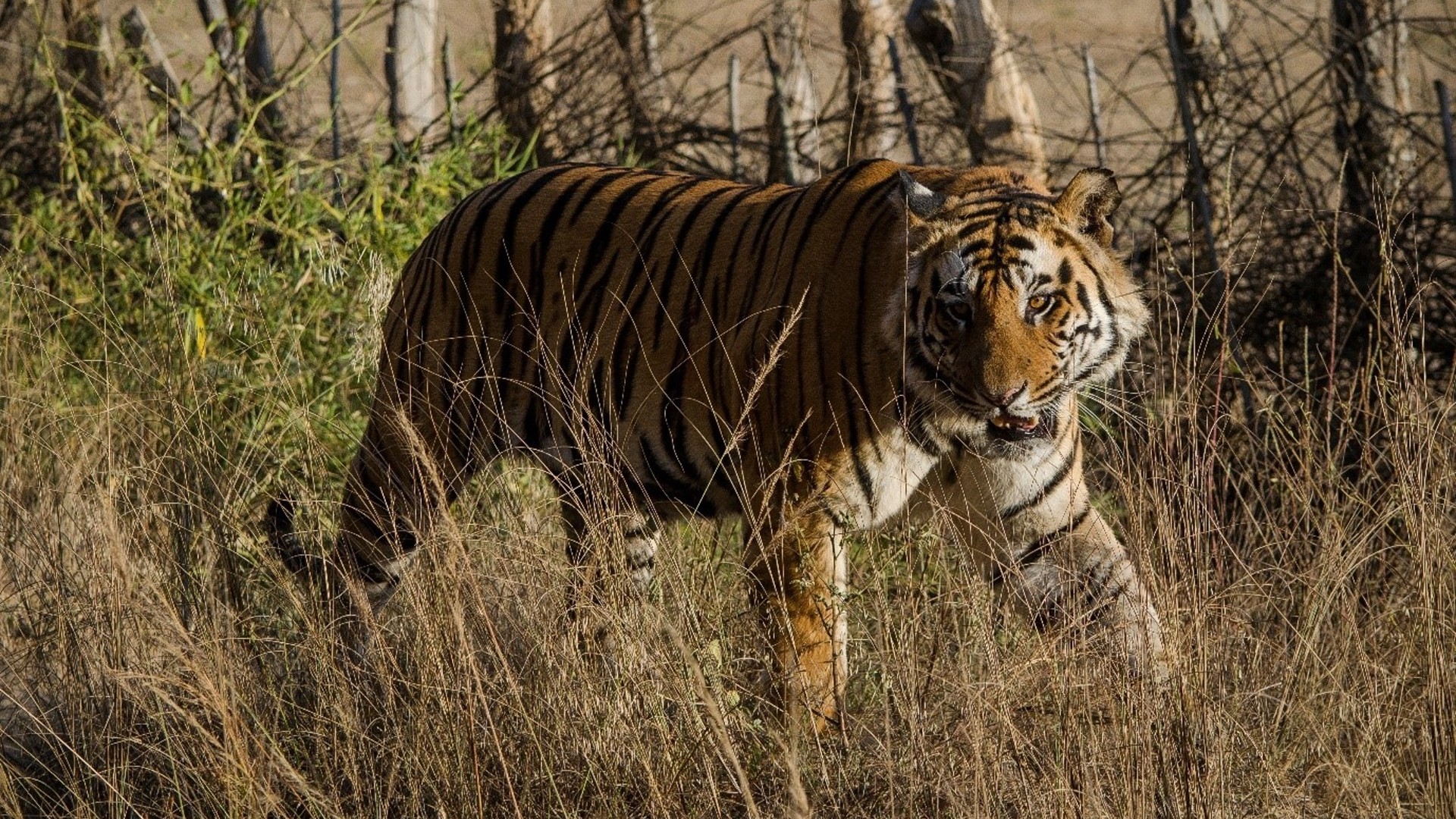 An adult tiger walking through a forested area