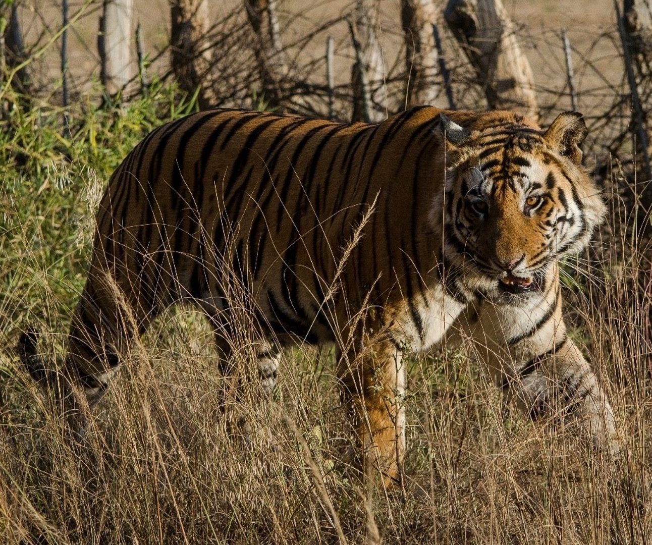 An adult tiger walking through a forested area
