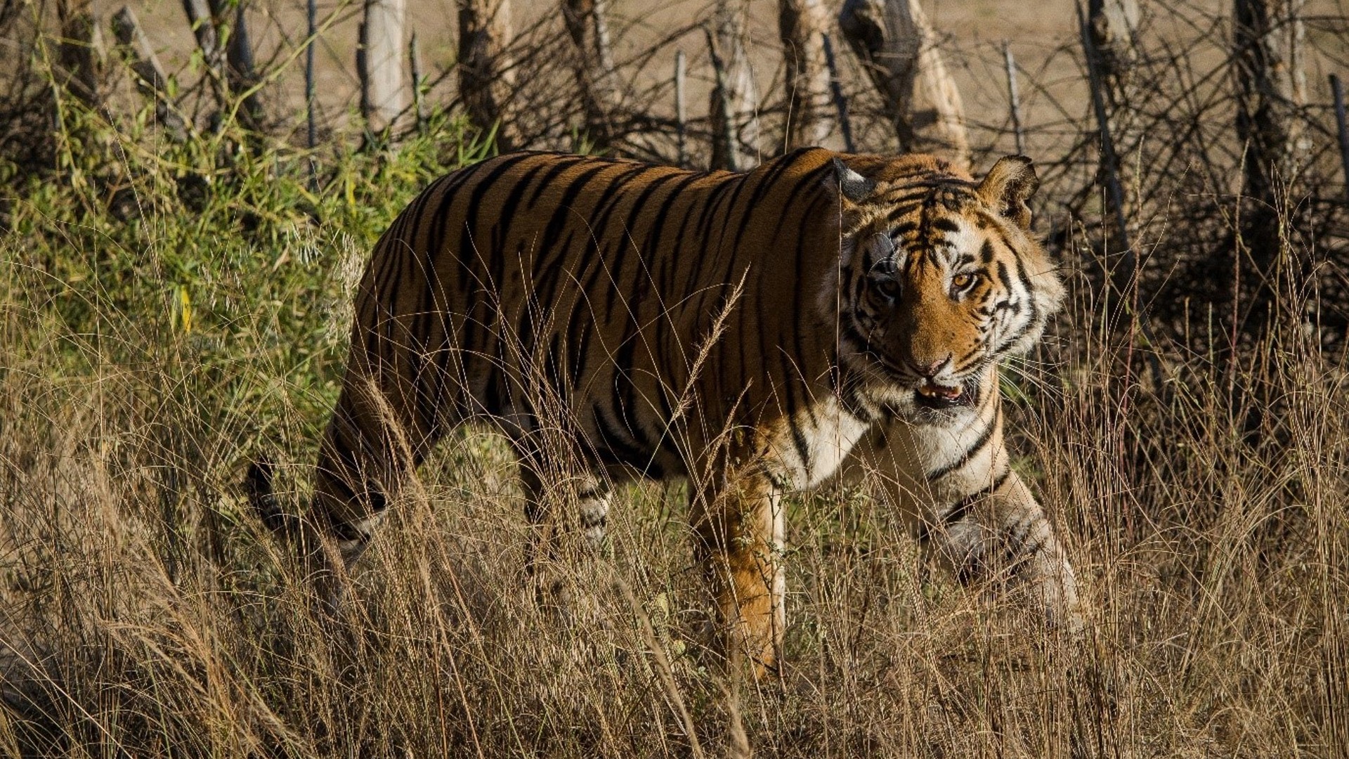 Indian seminar celebrates 20 years of saving tigers - Vimarsana News