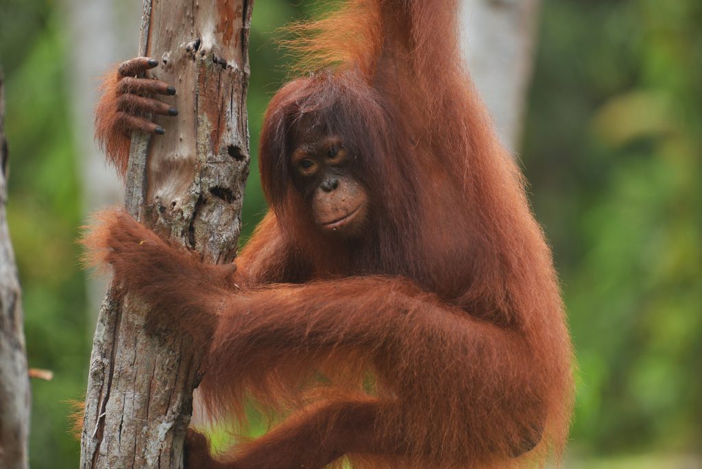 Timtom the orangutan hanging off a tree trunk