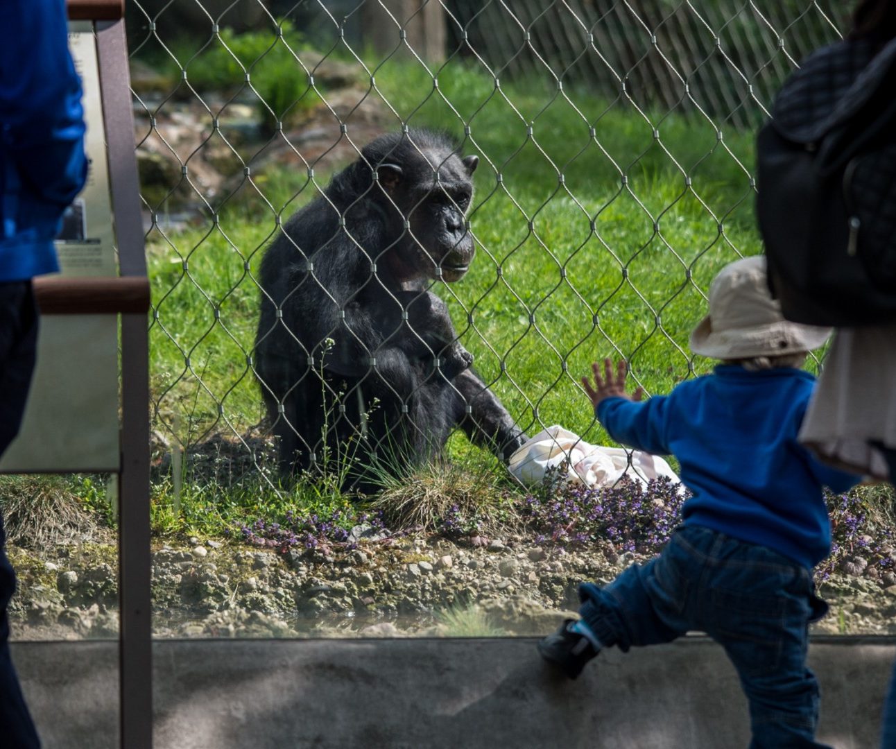 Two adults and a little boy looking at a chimpanzee through a mesh fence, in a zoo enclosure